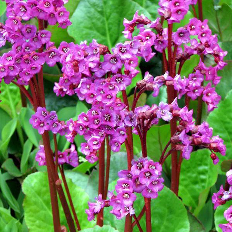 Bergenia 'Abendglut' Bőrlev&eacute;l