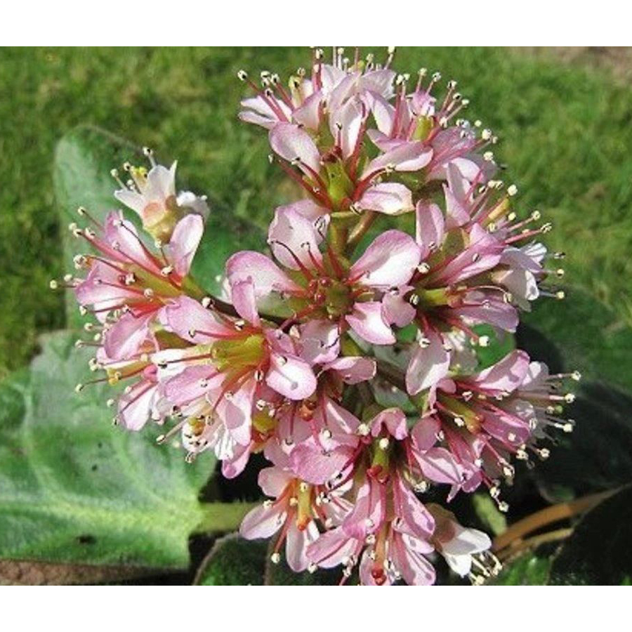Bergenia ciliata 'Dumbo' Bőrlev&eacute;l