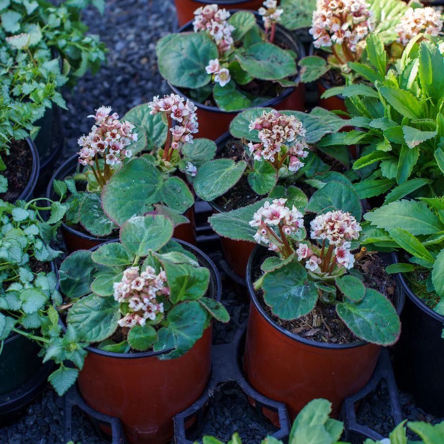 Bőrlev&eacute;l Bergenia ciliata 'Dumbo'