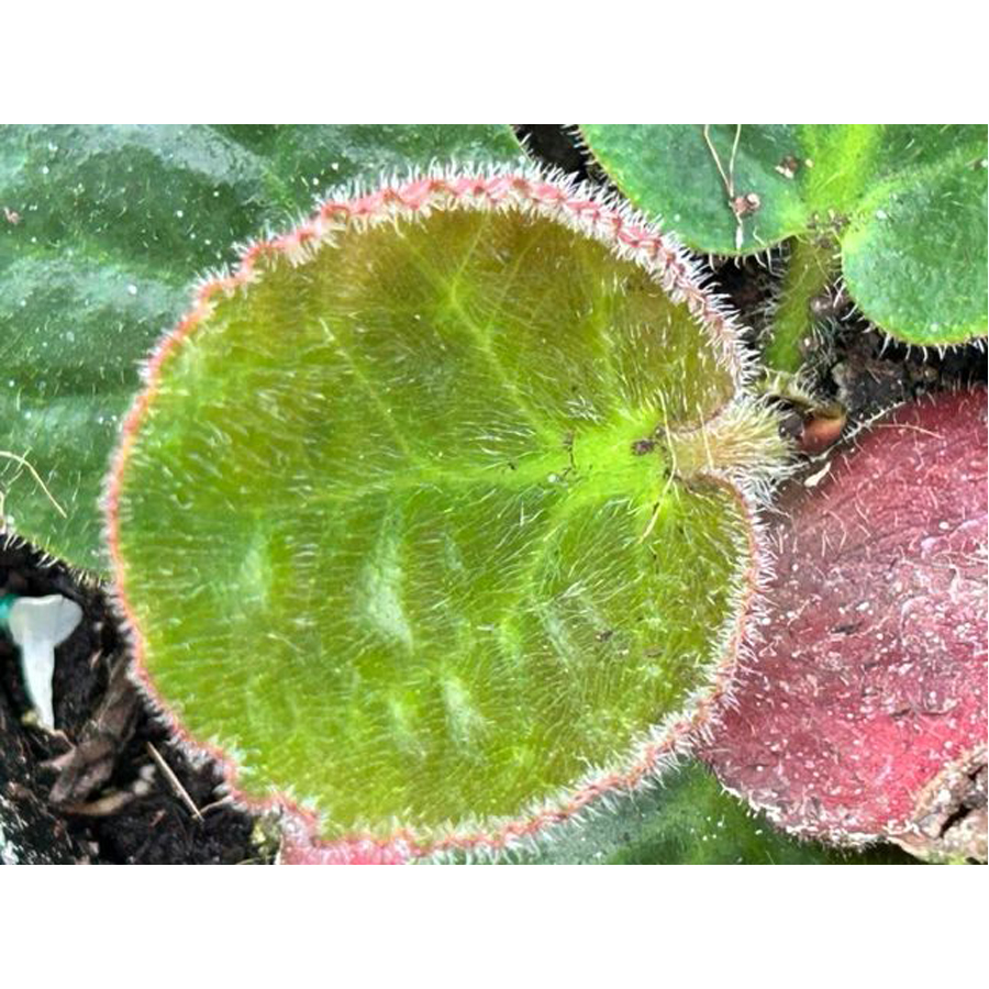Bőrlev&eacute;l Bergenia ciliata 'Dumbo'