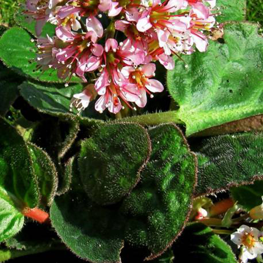 Bőrlev&eacute;l Bergenia ciliata 'Dumbo'