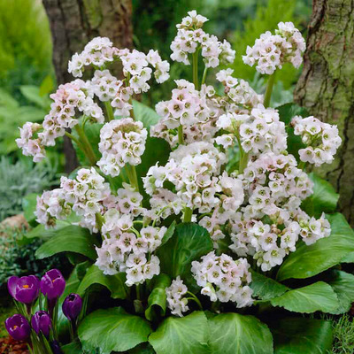 Bergenia cordifolia 'Bressingham White' Sz&iacute;vlevelű bőrlev&eacute;l