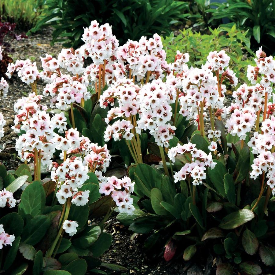 Bergenia cordifolia 'Dragonfly Angel Kiss' Sz&iacute;vlevelű bőrlev&eacute;l