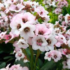 Sz&iacute;vlevelű bőrlev&eacute;l Bergenia cordifolia 'Dragonfly Angel Kiss'