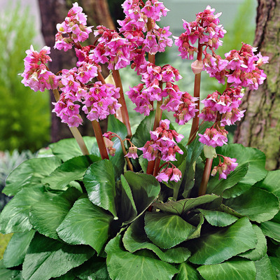 Bergenia cordifolia 'Eroica' Sz&iacute;vlevelű bőrlev&eacute;l