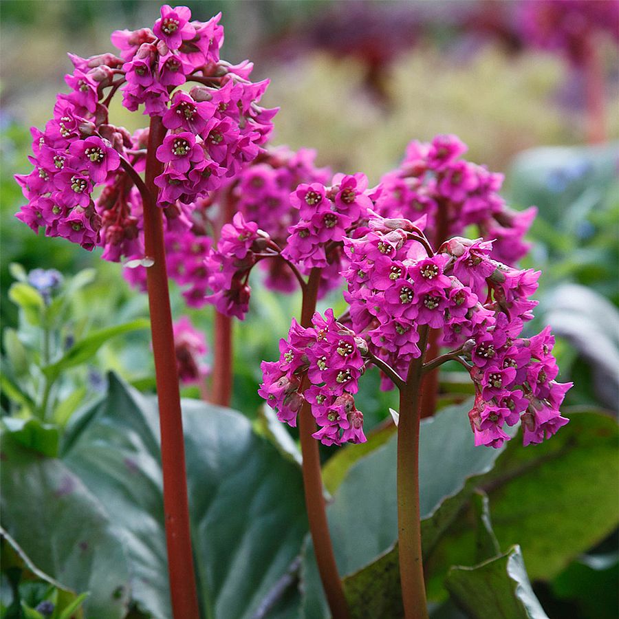 Bergenia cordifolia 'Purpurea' Sz&iacute;vlevelű bőrlev&eacute;l