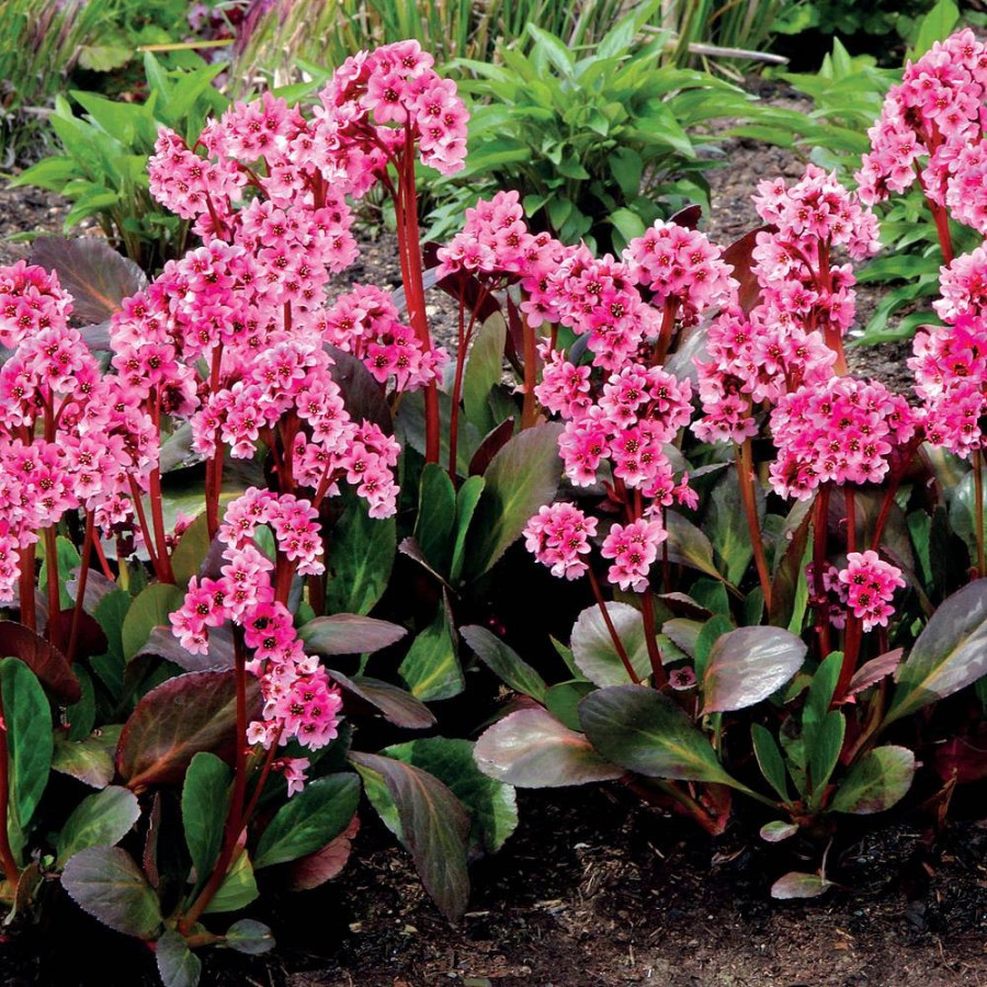 Sz&iacute;vlevelű bőrlev&eacute;l Bergenia cordifolia 'Sakura'
