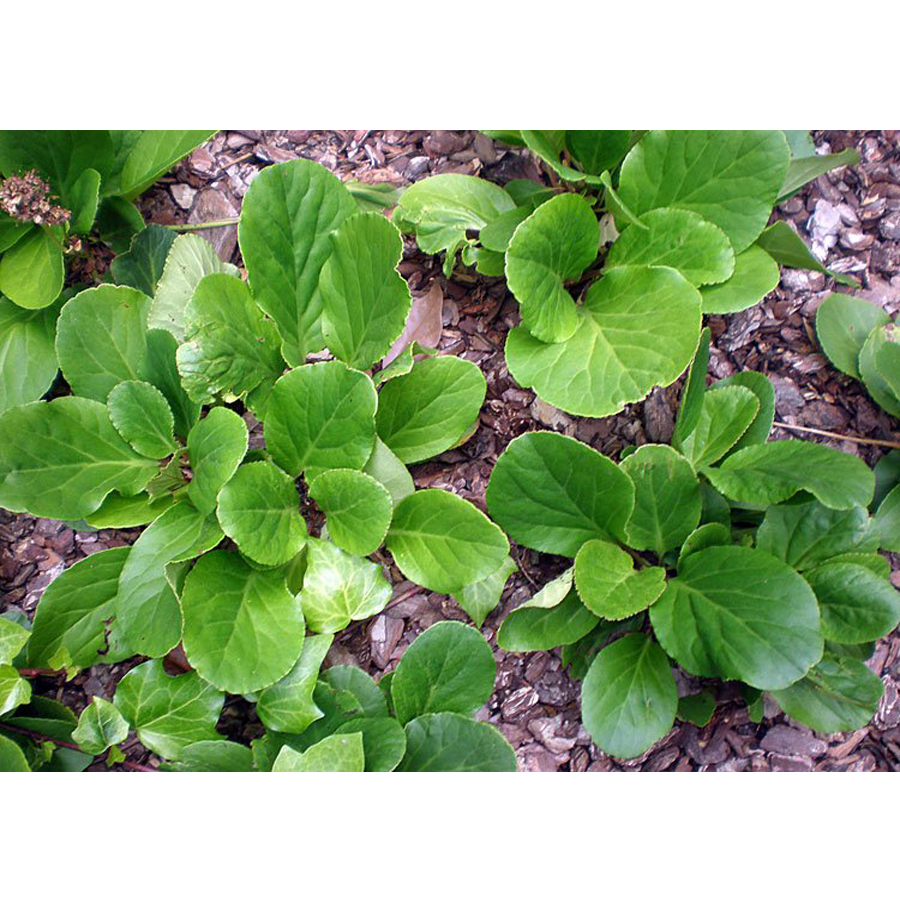 Szívlevelű bőrlevél Bergenia cordifolia 'Snowtime'