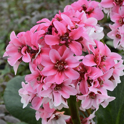 Szívlevelű bőrlevél Bergenia cordifolia
