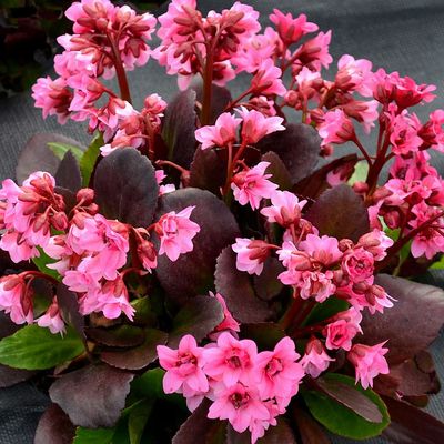 Bergenia cordifolia 'Flirt' Sz&iacute;vlevelű bőrlev&eacute;l
