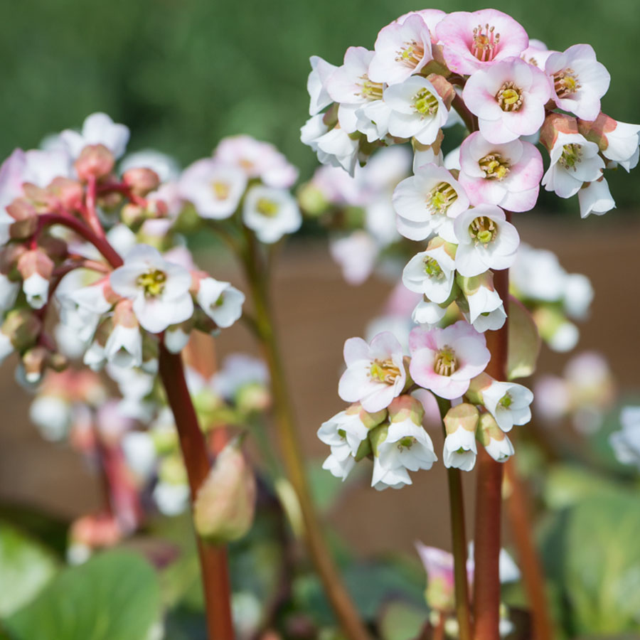 Bergenia 'Jelle' Bőrlev&eacute;l