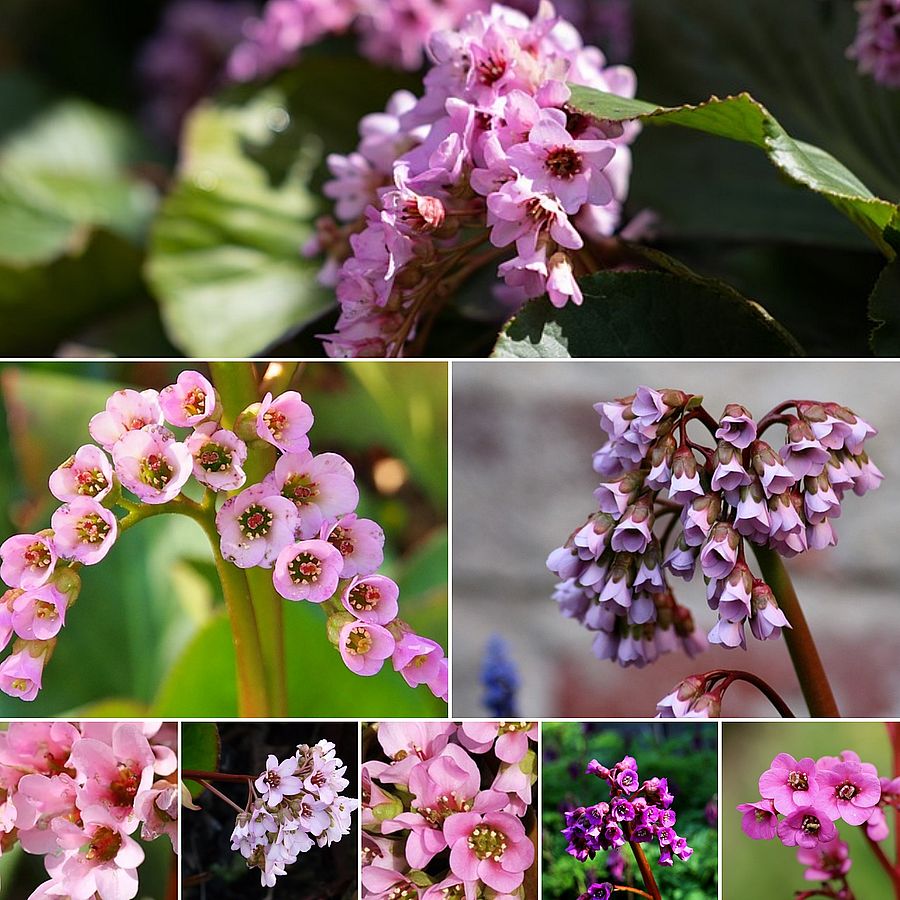 Bergenia mix Szívlevelű bőrlevél fajták