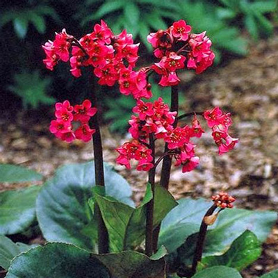 Szívlevelű bőrlevél Bergenia cordifolia