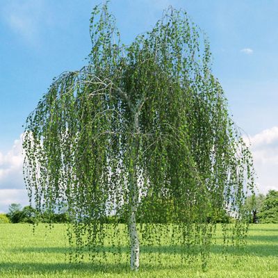 Betula pendula Közönséges nyír