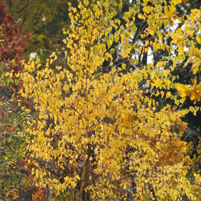 Közönséges nyír Betula pendula