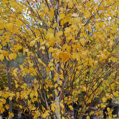 Közönséges nyír Betula pendula