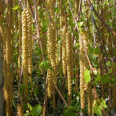 Csüngő nyír Betula pendula 'Youngii'