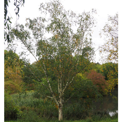 Betula utilis Himal&aacute;jai ny&iacute;r