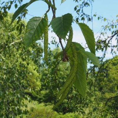 Himal&aacute;jai ny&iacute;r Betula utilis