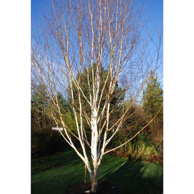 Betula utilis 'Doorenbos' Himalájai nyír