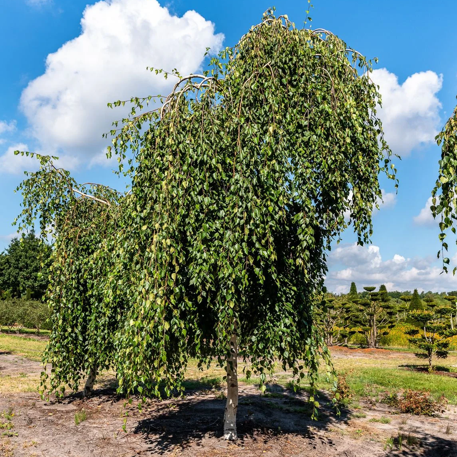 Betula utilis 'Long Trunk' Csüngő himalájai nyír