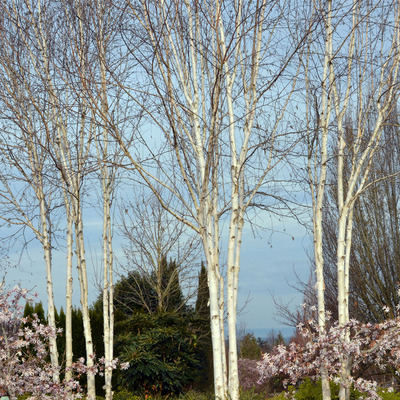 Betula utilis 'Jacquemontii' Himalájai nyír