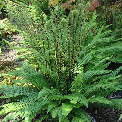 Blechnum spicant Erdei bordapáfrány