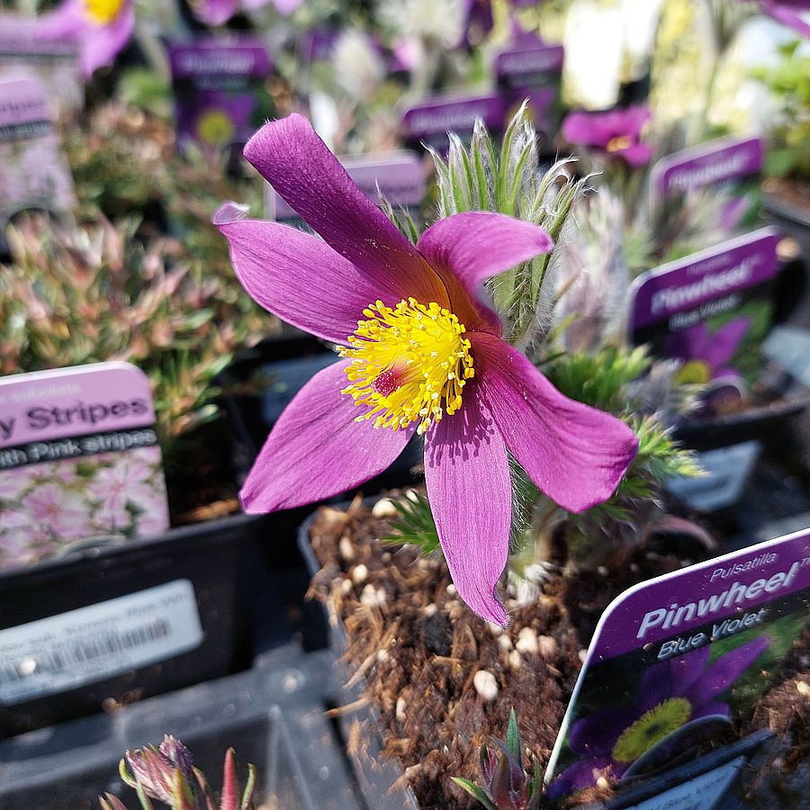 Kökörcsin Pulsatilla vulgaris 'Pinwheel Blue Violet Shades'
