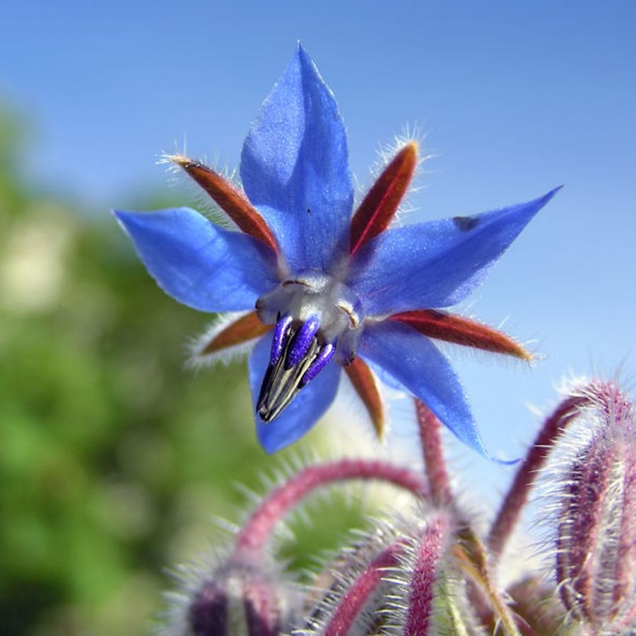 Borago officinalis Kerti bor&aacute;g&oacute;