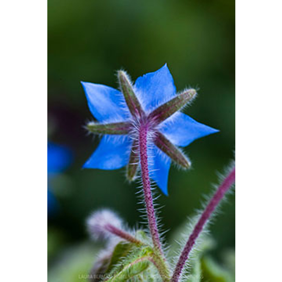 Kerti bor&aacute;g&oacute; Borago officinalis