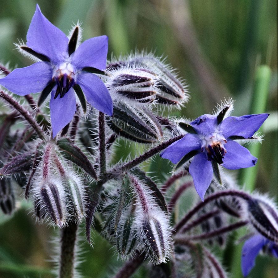 Kerti bor&aacute;g&oacute; Borago officinalis