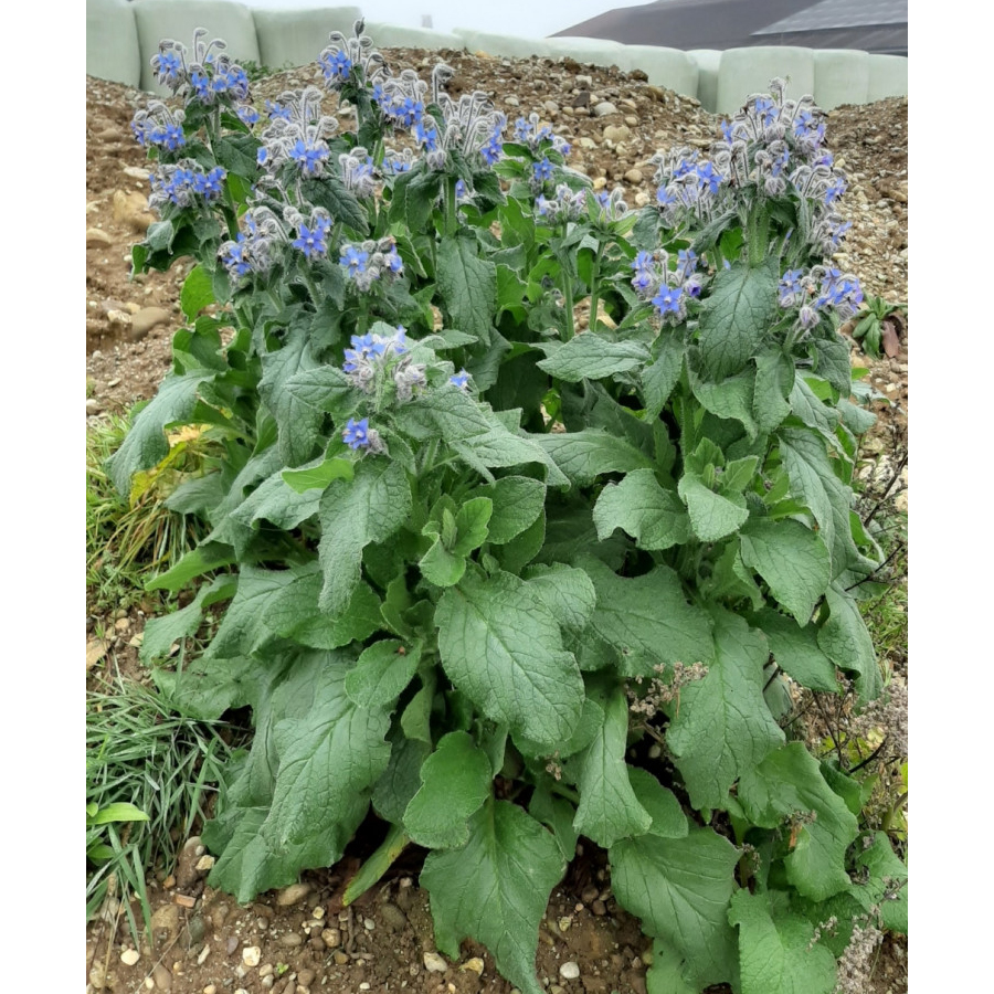 Kerti bor&aacute;g&oacute; Borago officinalis