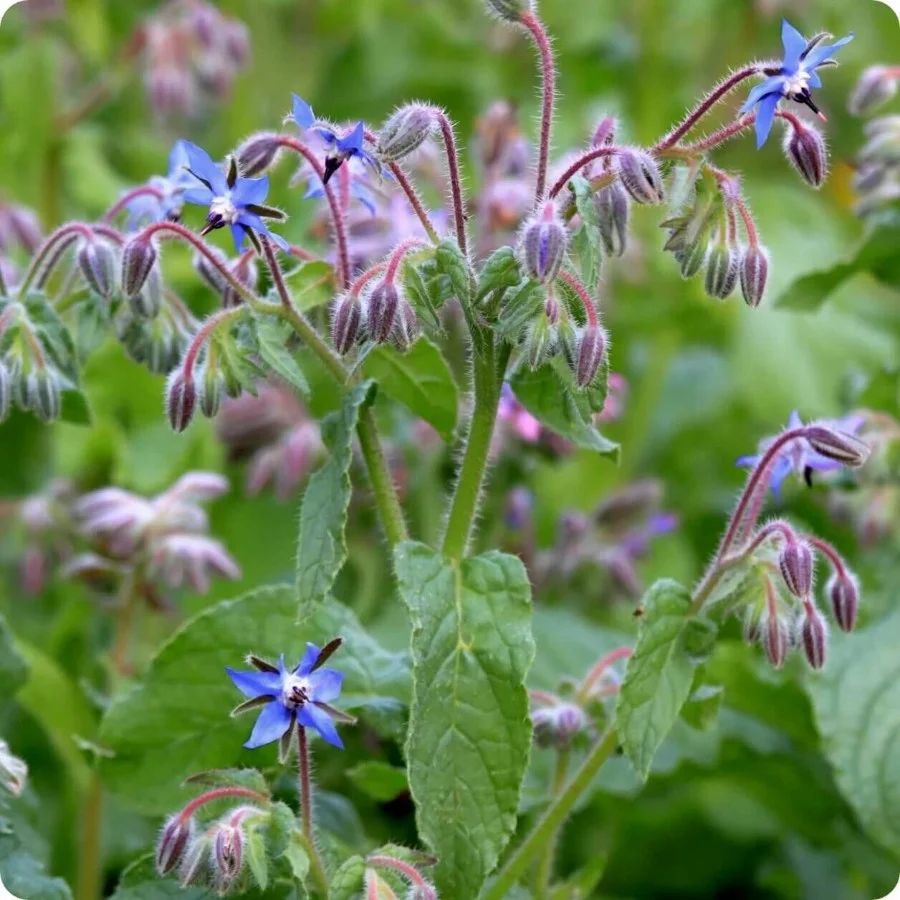 Kerti bor&aacute;g&oacute; Borago officinalis