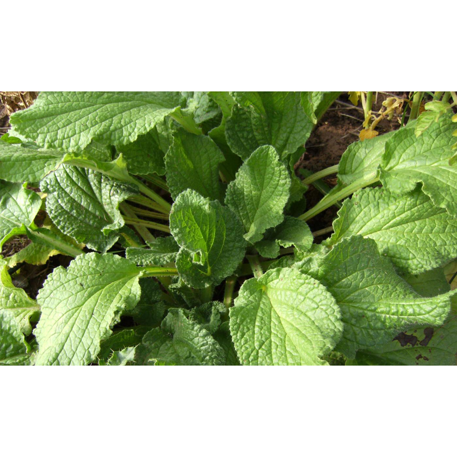 Kerti bor&aacute;g&oacute; Borago officinalis