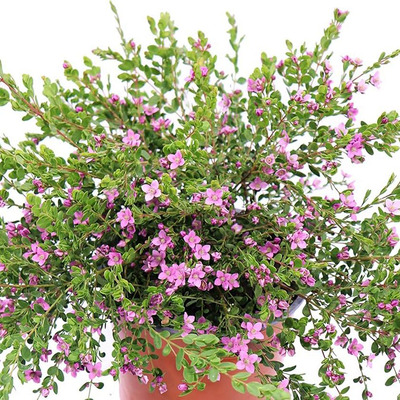 Boronia crenulata Bíborruta