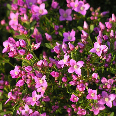 Bíborruta Boronia crenulata