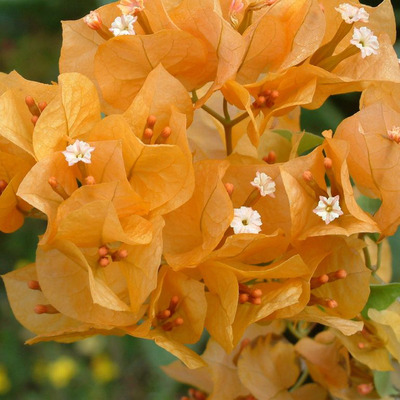 Bougainvillea californica mix Murvafürt