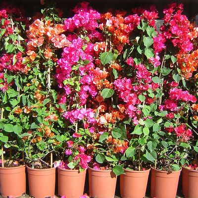 Bougainvillea mix Murvaf&uuml;rt