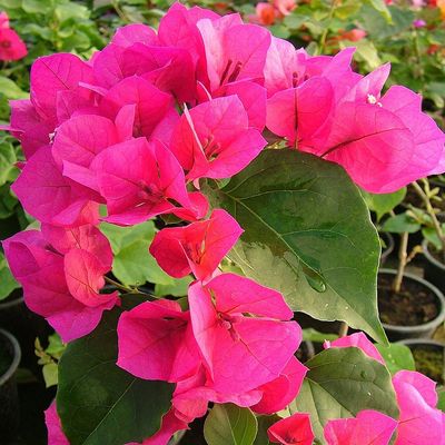 Bougainvillea sanderiana Murvafürt