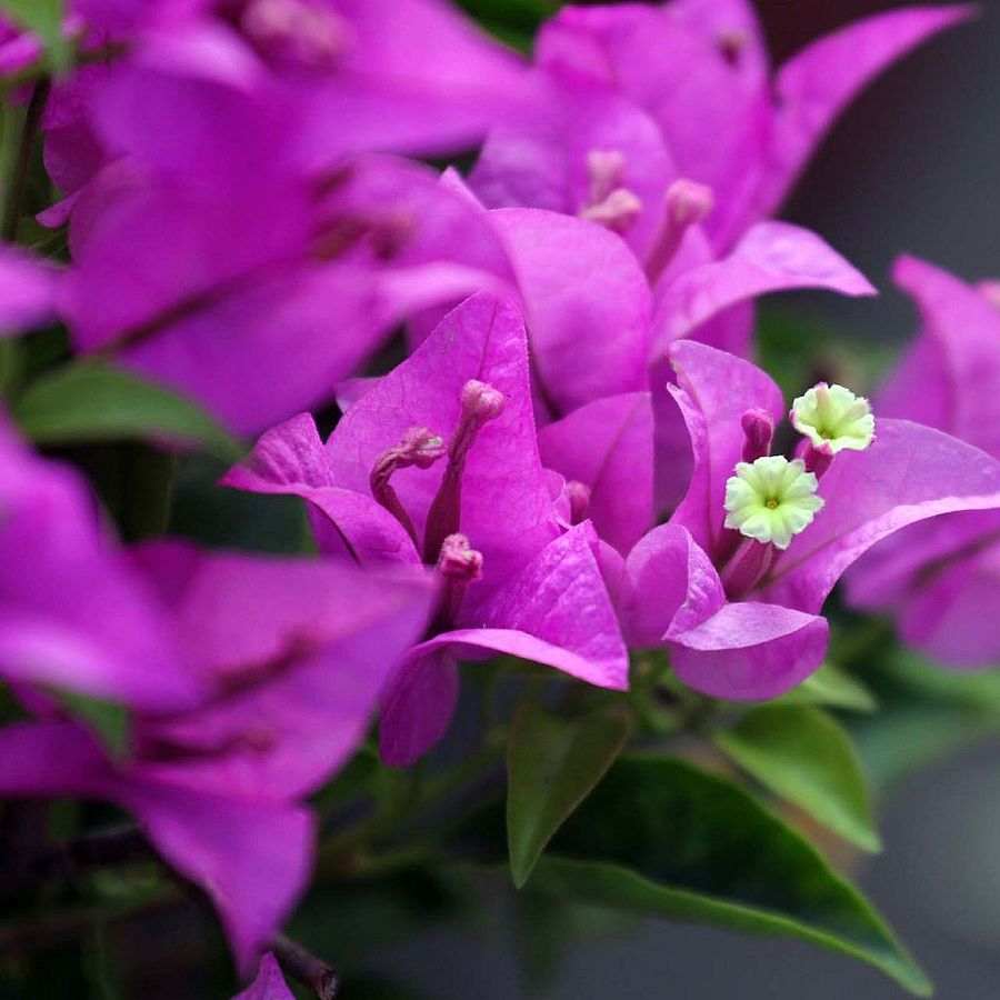 Bougainvillea 'Violet de Meze' Murvafürt