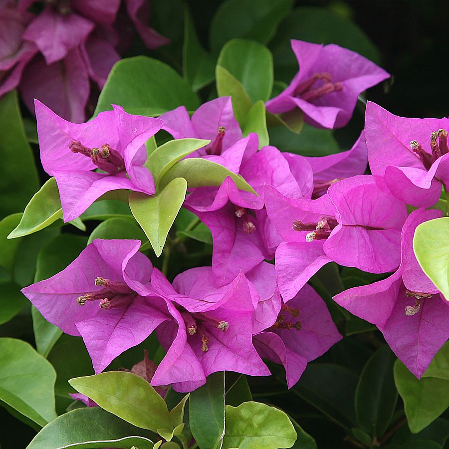 Murvafürt Bougainvillea 'Violet de Meze'
