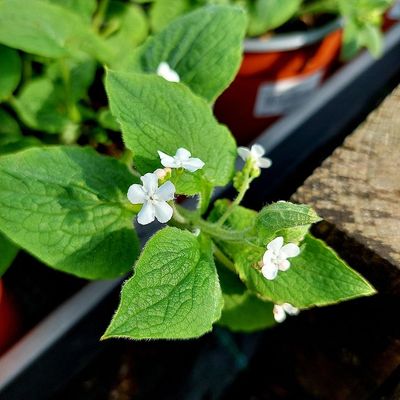Kaukázusi nefejcs Brunnera macrophylla 'Betty Bowring'