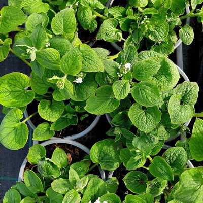 Kaukázusi nefejcs Brunnera macrophylla 'Betty Bowring'
