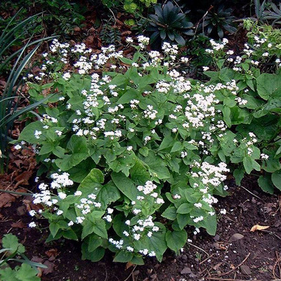Kaukázusi nefejcs Brunnera macrophylla 'Betty Bowring'
