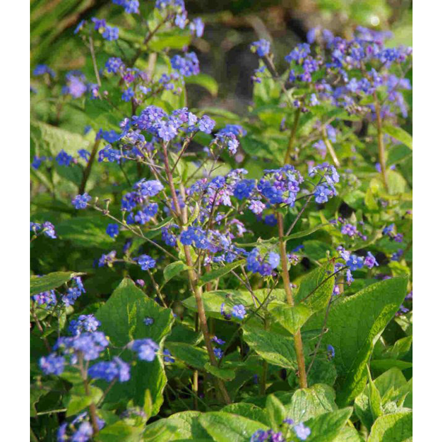 Brunnera macrophylla 'Blue Ocean' Kaukázusi nefejcs
