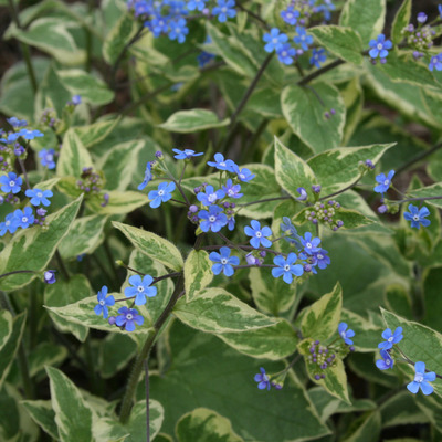 Brunnera macrophylla 'Hadspen Cream' Kauk&aacute;zusi nefejcs