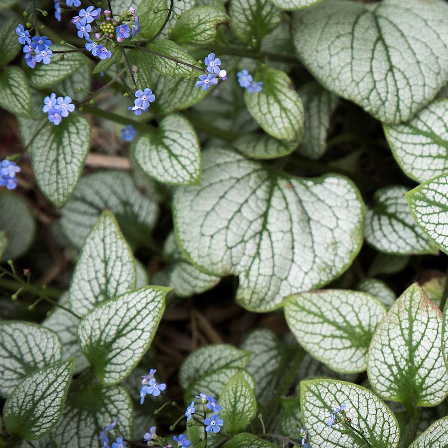 Kaukázusi nefejcs Brunnera macrophylla 'Sea Heart'