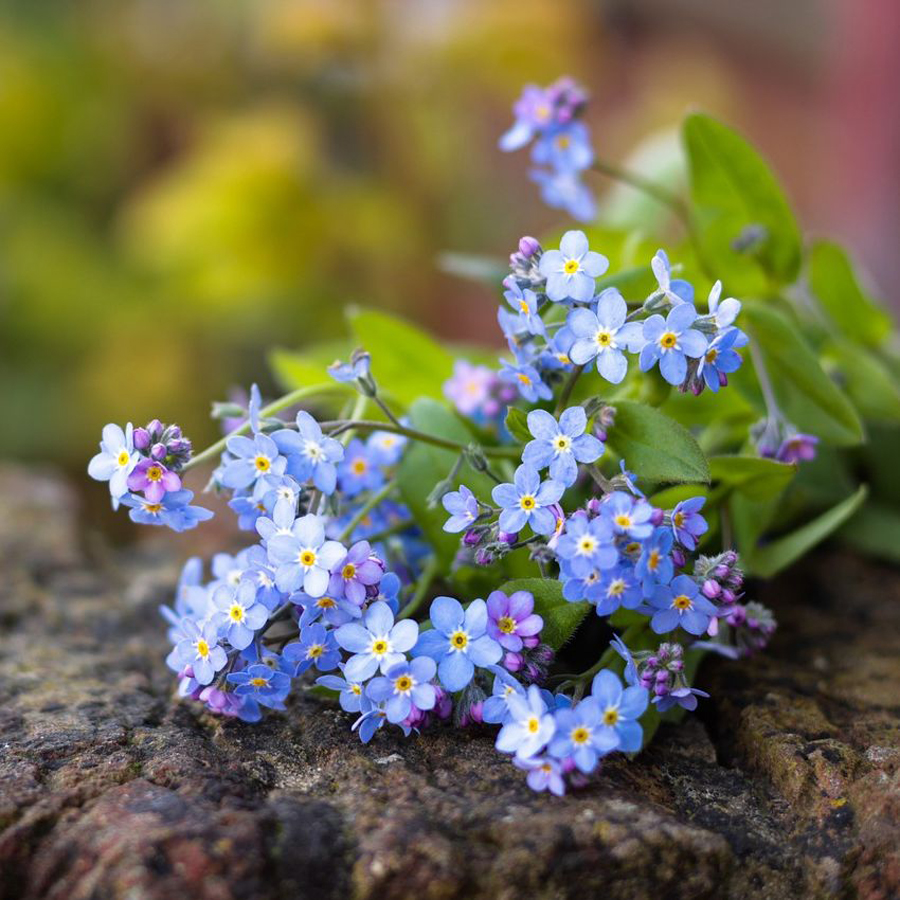 Brunnera macrophylla 'Sea Heart' Kaukázusi nefejcs