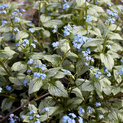 Brunnera macrophylla 'Silver Heart' Kaukázusi nefejcs