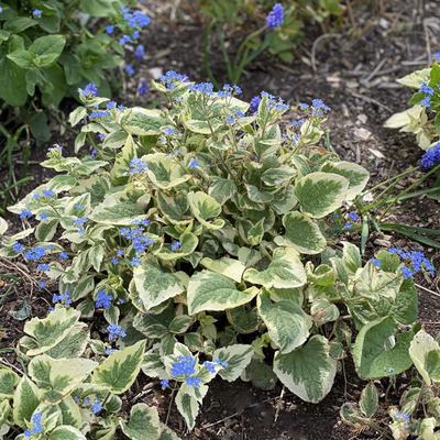 Brunnera macrophylla 'Variegata' Kaukázusi nefejcs